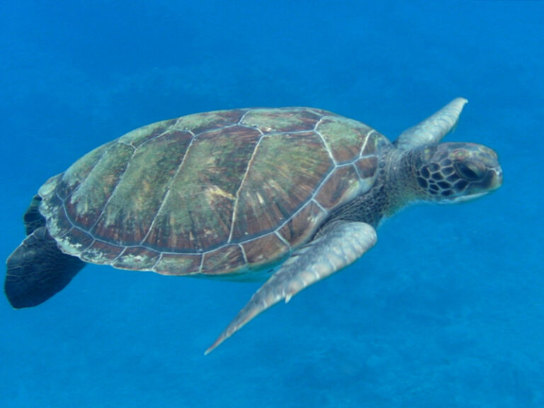 #70 : Vivre une histoire d’amour avec une tortue