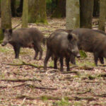 rambouillet