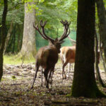 cerf
