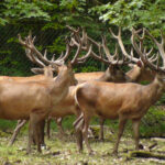 cerf