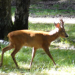 cerf