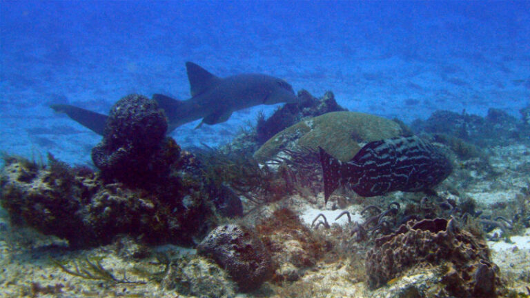 #142 : Plonger sur les traces de Cousteau à Cozumel