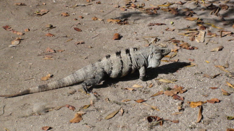 #133 : Observer des Iguanes Mayas au Yucatan