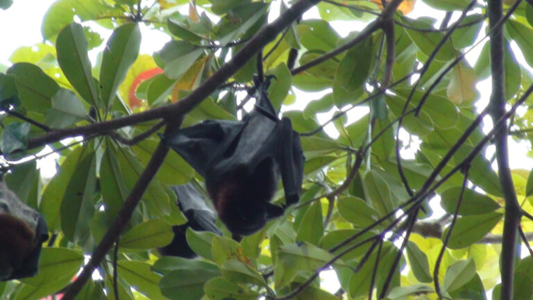 #123 : Voir des Bats géantes pour quelques Bahts