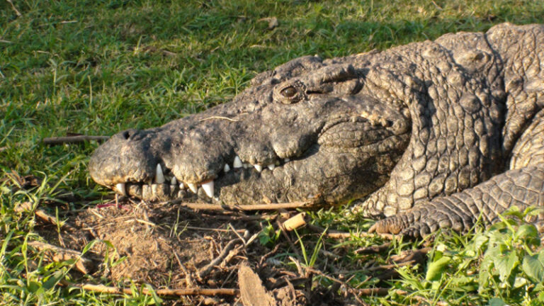 #159 : Zoner avec les crocodiles du Nil en Afrique du Sud