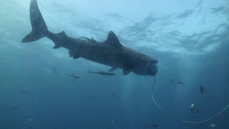 #148 : Plonger avec le requin-tigre sans cage !