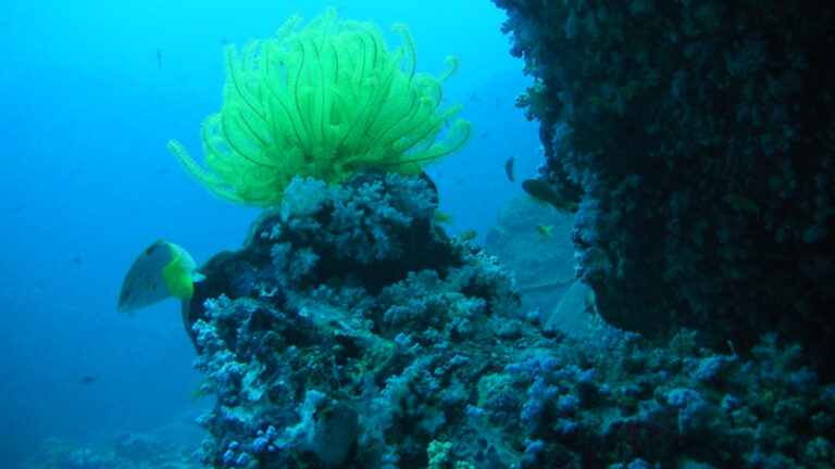 #132 : Plonger sur Richelieu Rock en Mer d’Andaman