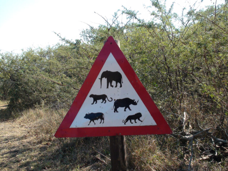#180 : Observer les Big Five à Hluhluwe Imfolosi