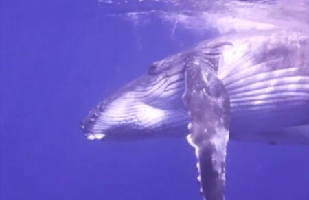 baleines