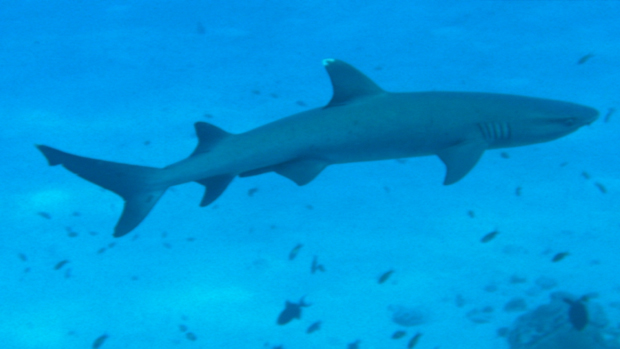 #361 : Plonger avec le requin corail aux Maldives