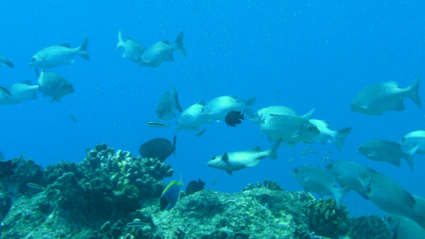 #365 : Plonger dans les atolls des Maldives