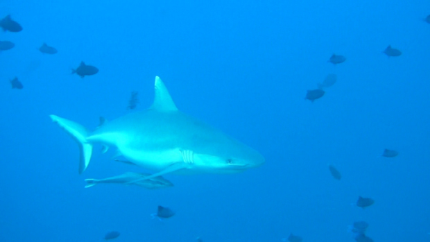 #360 : Se faire approcher par un requin Dagsit