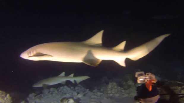 #358 : Plonger de nuit avec les requins nourrices