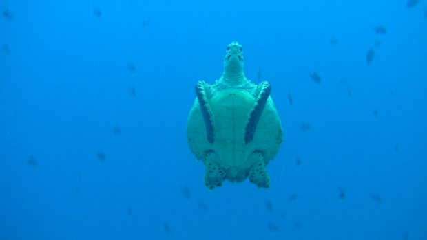 #359 : Plonger avec les tortues marines des Maldives