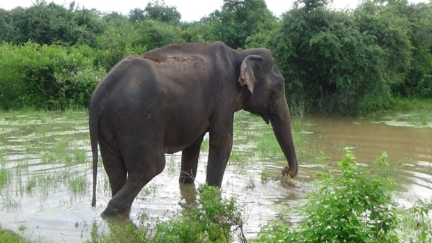 #381 : Observer les éléphants du Sri Lanka