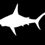 copie-de-avant-cob-sharks