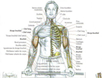 Couverture d’ouvrage : Programme de Musculation