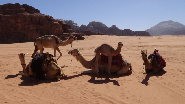 #574 : Explorer le désert du Wadi Rum