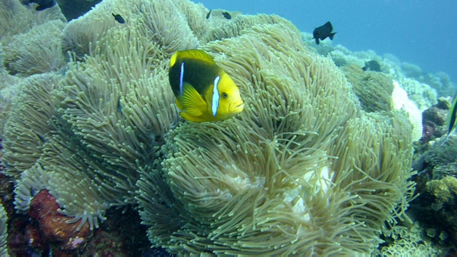 #685 : Plonger dans les eaux cristallines de Tahiti