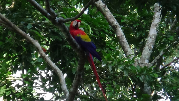 #715 : Admirer l’Ara rouge, l’oiseau national du Honduras