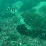 tortues vertes