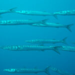 gabiniere
