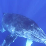 baleine guadeloupe