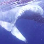 baleine guadeloupe