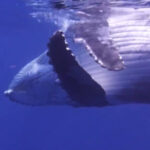 baleine guadeloupe