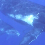 baleine guadeloupe