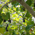 chauve-souris