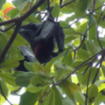 chauve-souris