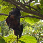 chauve-souris