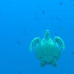 Maldives