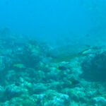 Maldives