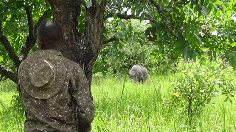 #794 : Randonner à pied à la rencontre des rhinocéros de Ziwa