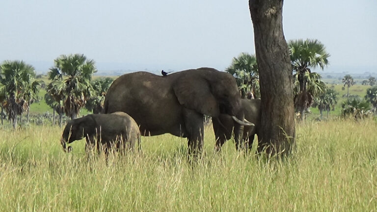 #804 : Observer la faune de Murchison Falls dans les pas d’Hemingway