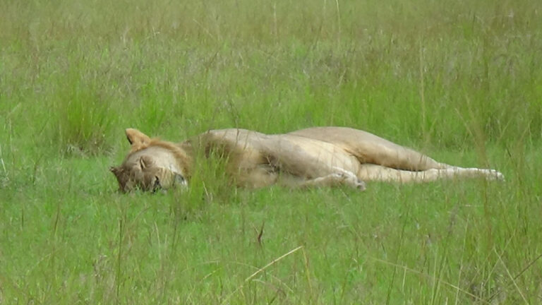 #802 : Explorer le parc de Queen Elizabeth en Ouganda