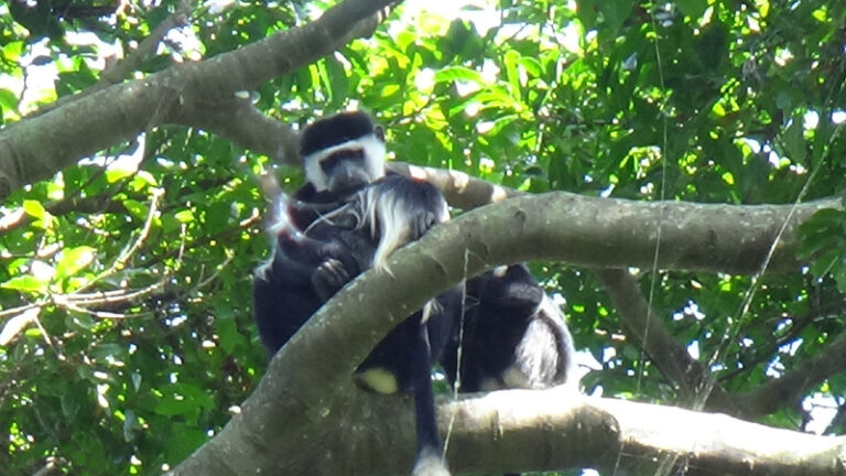 #803 : Faire un micro safari dans le magnifique jardin botanique d’Entebbe