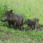 Tarangire