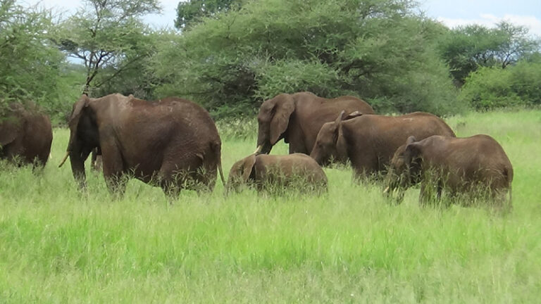 #792 : Visiter Tarangire, le parc au plus grand nombre d’éléphants au monde