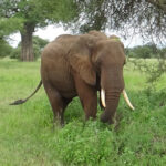 Tarangire