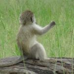 singe