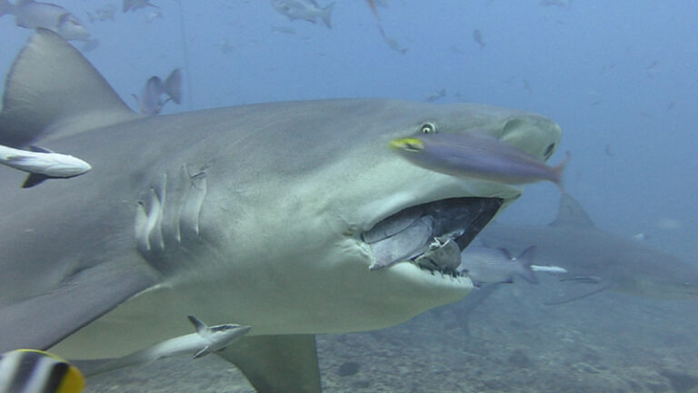 #842 : Plonger sur la plus grande concentration de requins au monde à Beqa