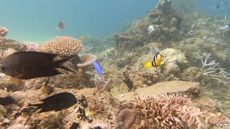 #848 : Plonger dans les magnifiques récifs de coraux du Vanuatu