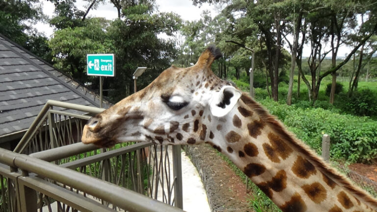 #857 : Nourrir les girafes de Rothschild au Giraffe Manor