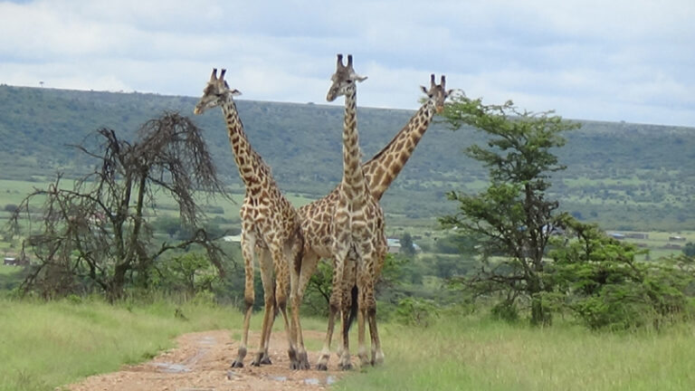 #864 : Observer les big fives du Masaï Mara en safari