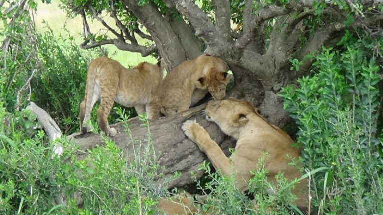 #860 : Observer les lions et lionceaux du Masaï Mara