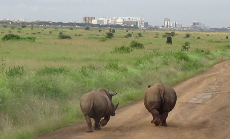 #862 : Observer les rhinocéros dans le seul parc urbain d’Afrique à Nairobi
