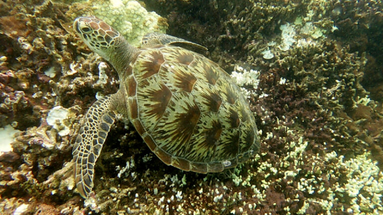 #866 : Plonger sur la réserve de l’île Wasini dans le parc marin de Kisite-Mpunguti